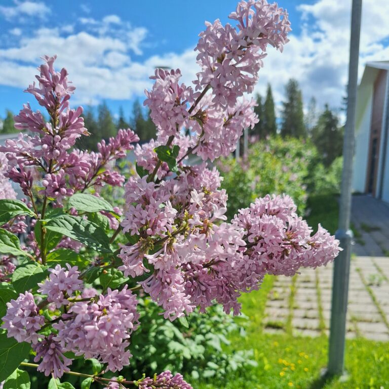 Ihana kesä!